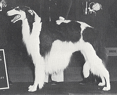 Top Conformation Borzoi 1979